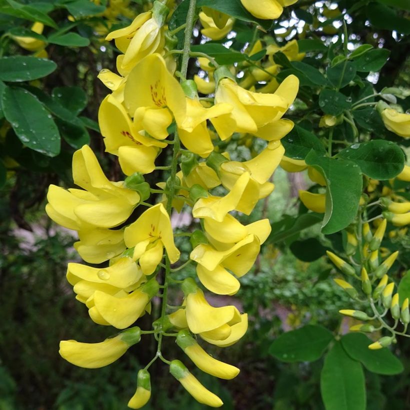 Laburnum alpinum Pendulum - Goudenregen (Bloei)