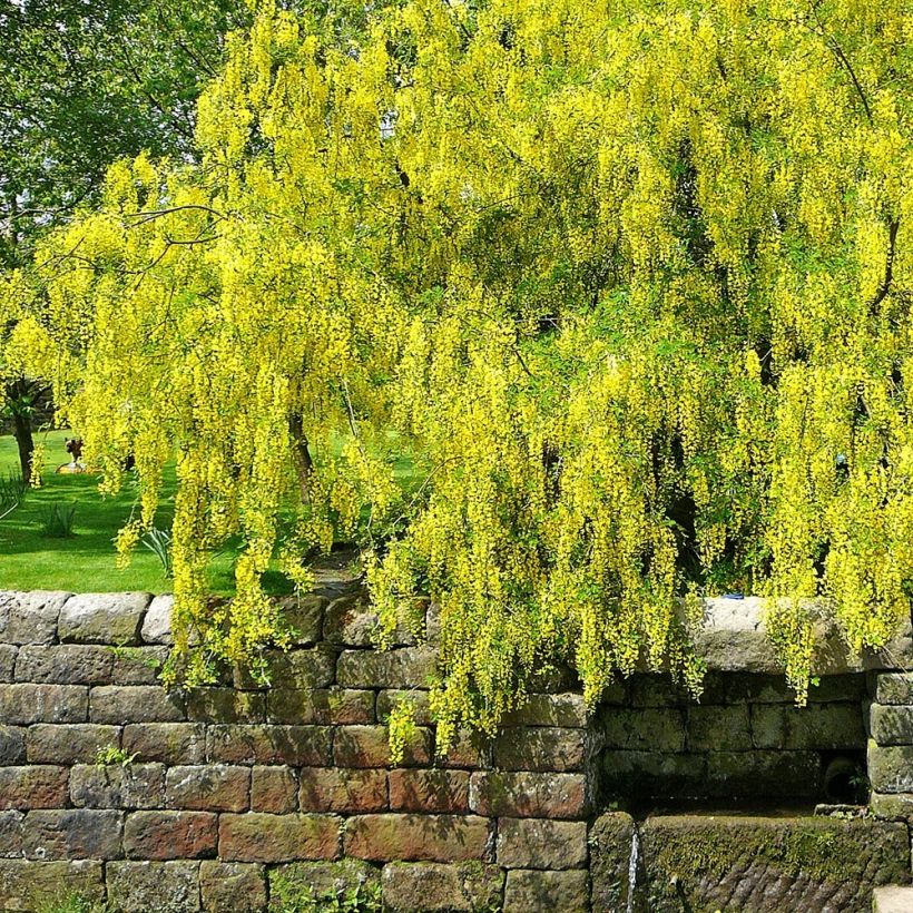 Laburnum alpinum Pendulum - Goudenregen (Groeiplaats)