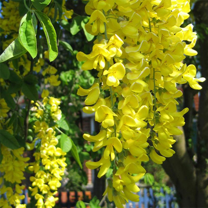 Laburnum anagyroides - Goudenregen (Bloei)