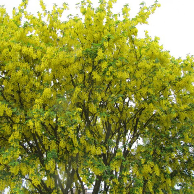 Laburnum anagyroides - Goudenregen (Groeiplaats)
