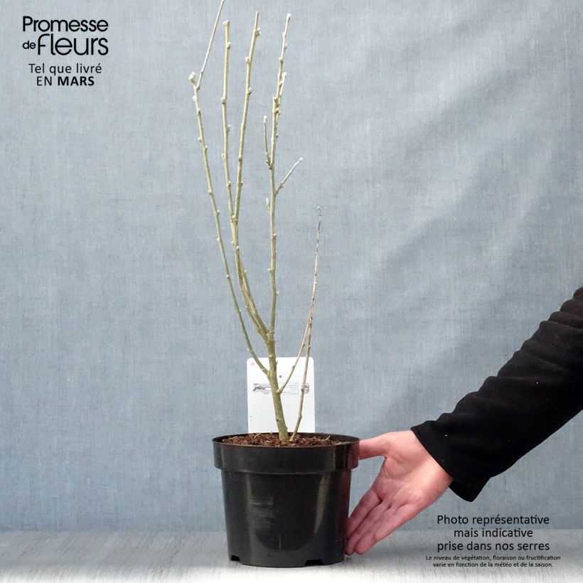 Exemplaar van Laburnum anagyroides - Goudenregen Pot van 2 l/3 l zoals geleverd in de lente