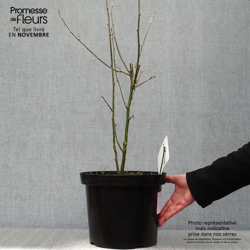 Exemplaar van Laburnum anagyroides - Goudenregen Pot van 7,5 l/10 l zoals geleverd in de herfst