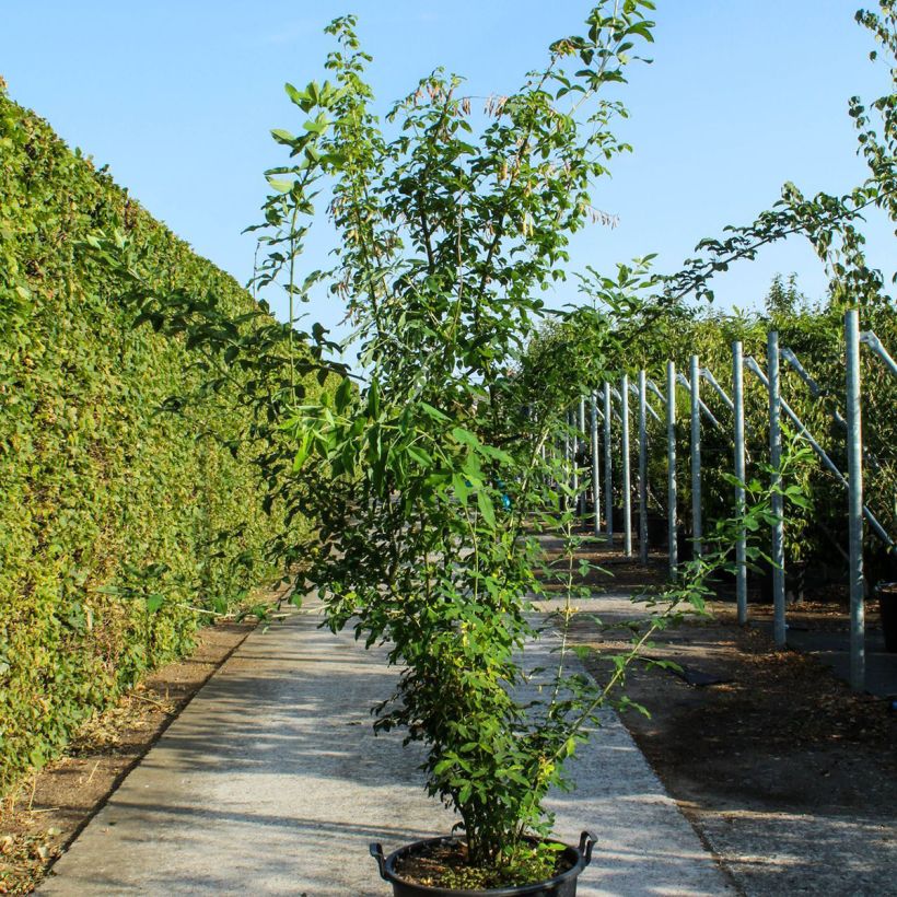 Exemplaar van Laburnum anagyroides - Goudenregen Pot van 70 l/75 l, Struikvormige boom zoals geleverd in de lente