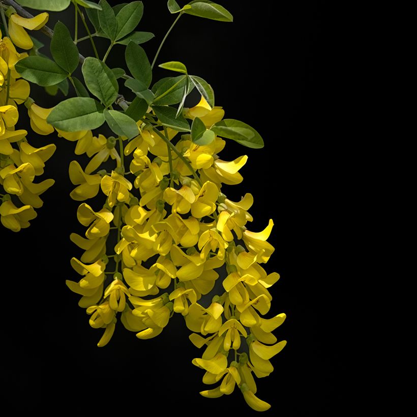 Laburnum anagyroides Yellow Rocket - Goudenregen (Bloei)