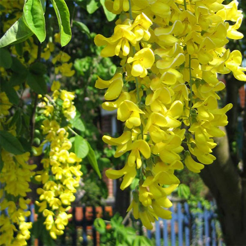 Laburnum watereri Vossii - Goudenregen (Bloei)