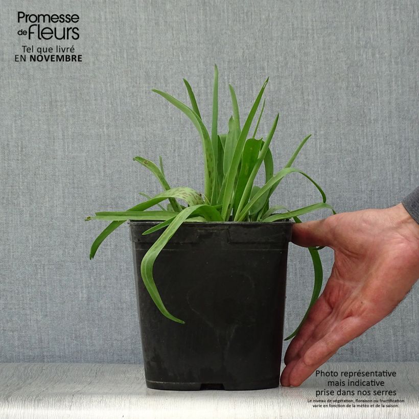 Exemplaar van Lachenalia Rupert - Kaapse hyacint Pot van 3 l/4 l zoals geleverd in de herfst