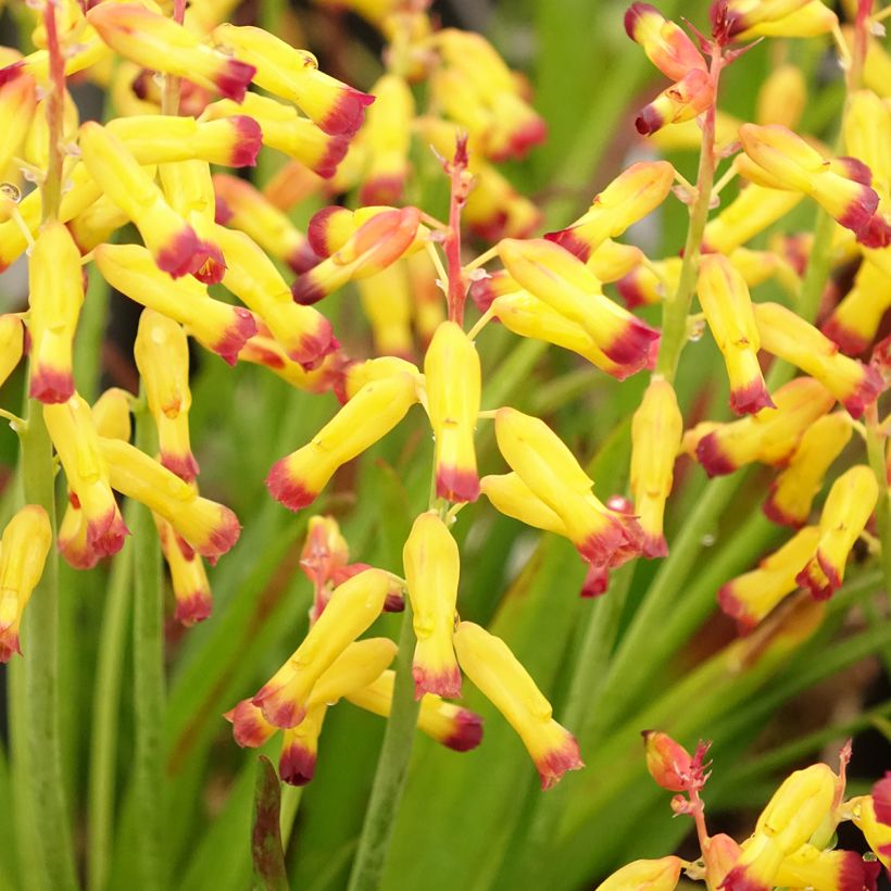 Lachenalia African Beauty Namakwa - Kaapse hyacint (Bloei)