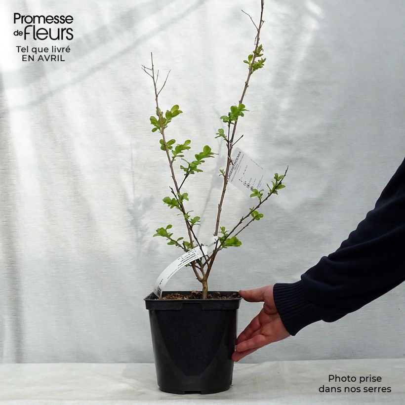 Example of Lagerstroemia indica Braise d'Eté - Indische sering Pot van 3 l/4 l, Struik as you get in printemps