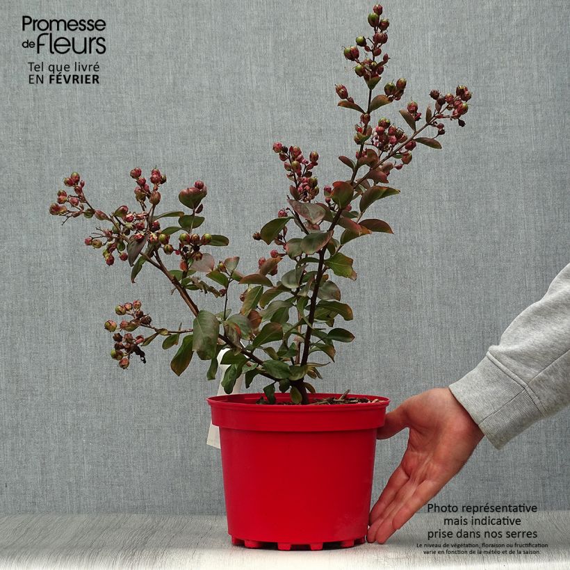 Exemplaar van Lagerstroemia indica Braise d'Eté - Indische sering Pot van 3 l/4 l, Struik zoals geleverd in de herfst