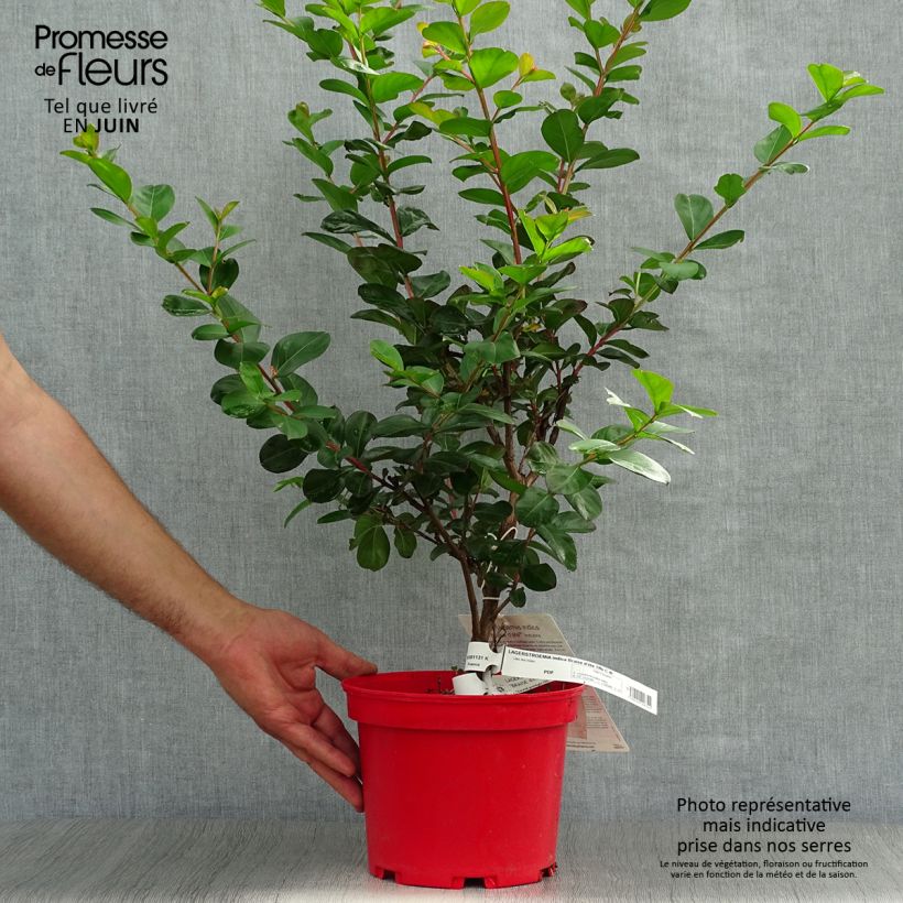 Exemplaar van Lagerstroemia indica Braise d'Eté - Indische sering Pot van 3 l/4 l, Struik zoals geleverd in de zomer