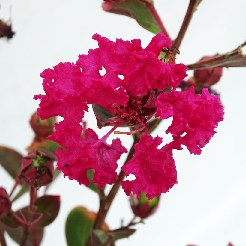 Lagerstroemia indica Braise d'Eté - Indische sering (Flowering)