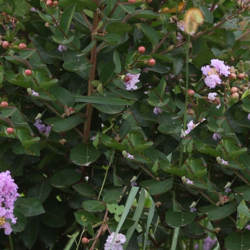 Lagerstroemia indica Camaïeu d'Eté - Indische sering (Blad)