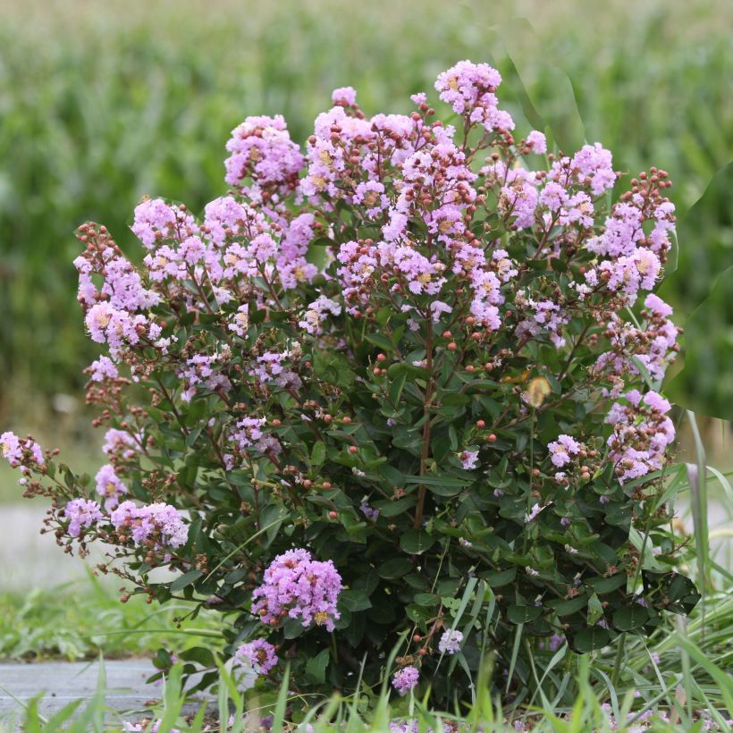 Lagerstroemia indica Camaïeu d'Eté - Indische sering (Groeiplaats)