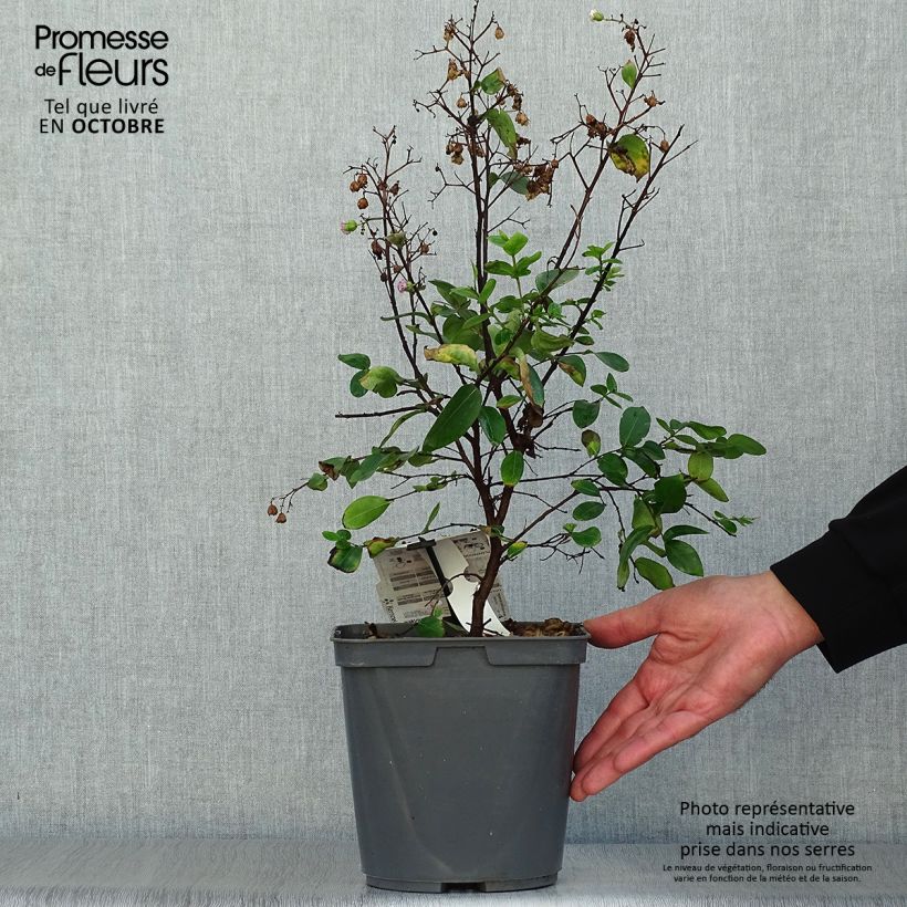 Exemplaar van Lagerstroemia indica Camaïeu d'Eté - Indische sering Pot van 4 l/5 l zoals geleverd in de herfst