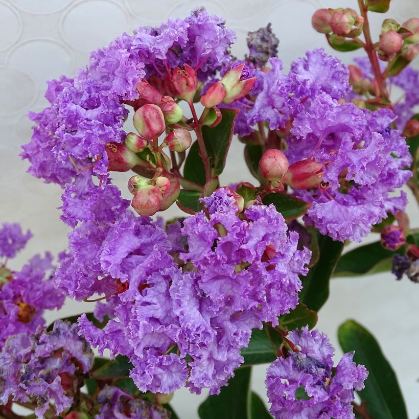 Lagerstroemia Lilac Grand Sud - Indische sering (Bloei)