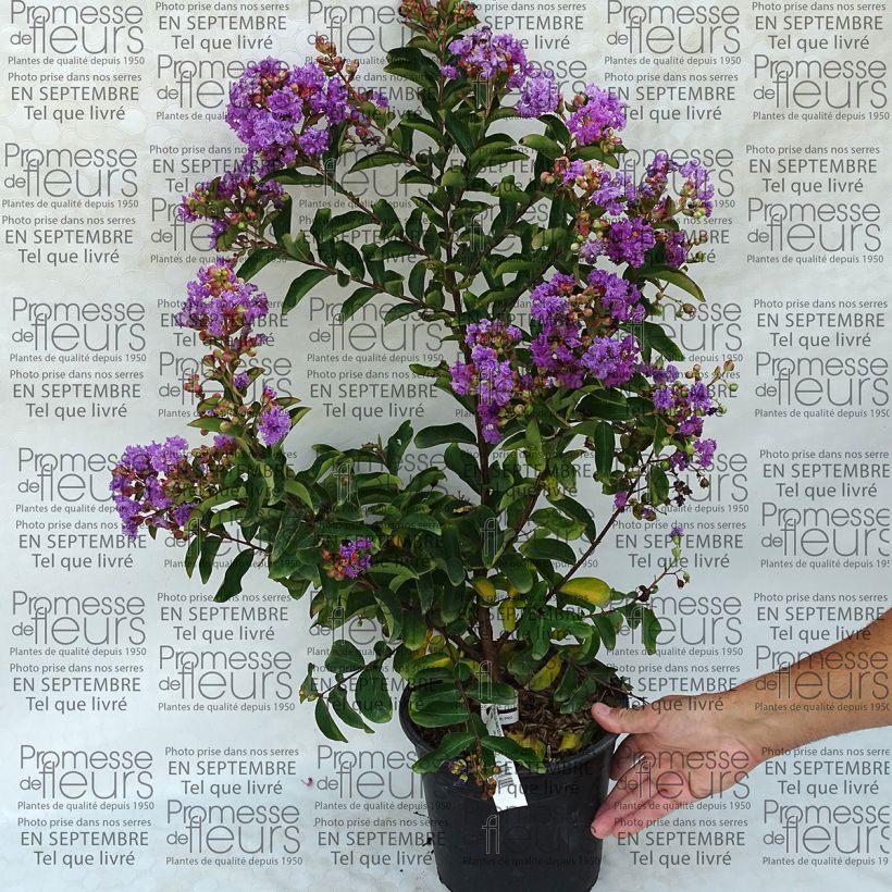 Voorbeeld van een exemplaar van Lagerstroemia Lilac Grand Sud - Indische sering Pot van 4 l/5 l zoals geleverd