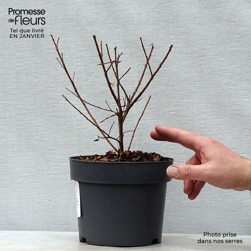 Exemplaar van Lagerstroemia indica Mardi Gras - Indische sering Pot van 3 l/4 l zoals geleverd in de winter