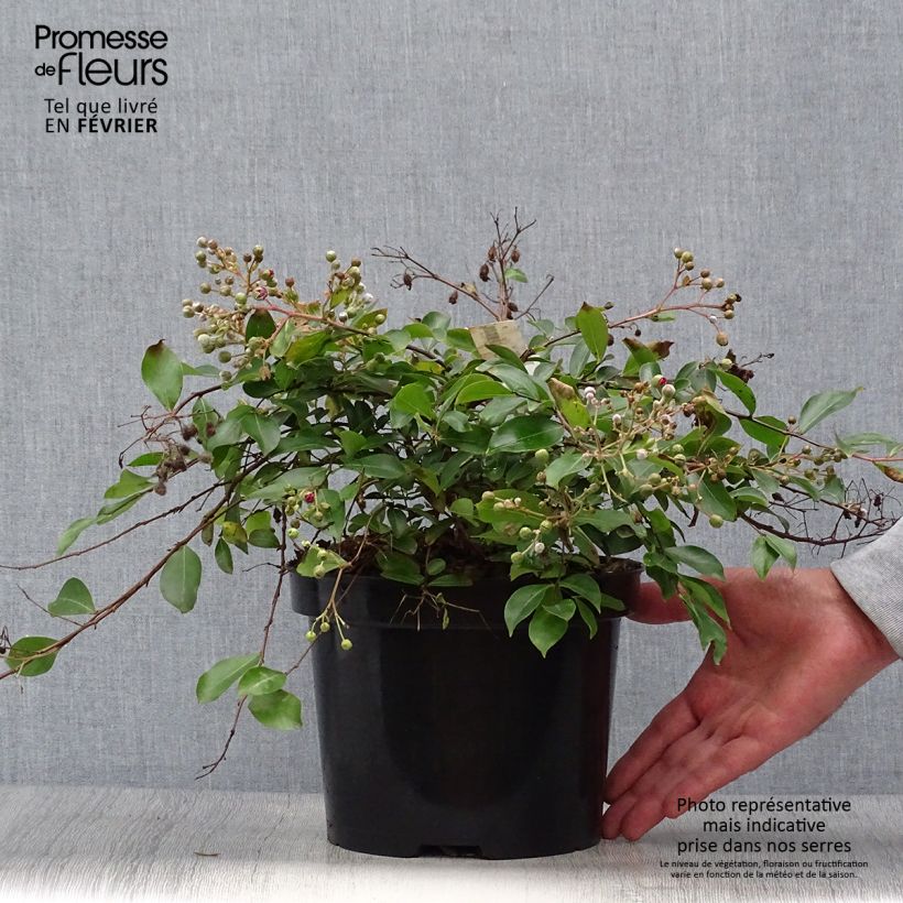 Exemplaar van Lagerstroemia indica Mimie Fuchsia - Indische sering Pot van 2 l/3 l zoals geleverd in de herfst