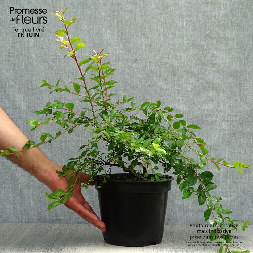 Exemplaar van Lagerstroemia indica Mimie Fuchsia - Indische sering Pot van 2 l/3 l zoals geleverd in de zomer