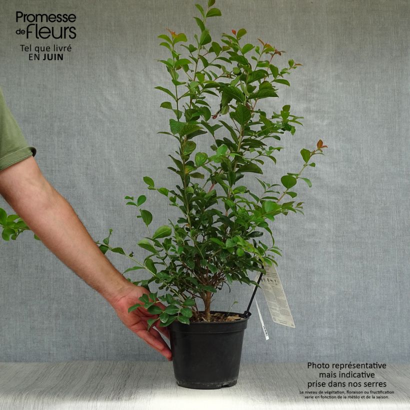 Exemplaar van Lagerstroemia indica Neige d'Eté - Indische sering Pot van 3 l/4 l zoals geleverd in de zomer