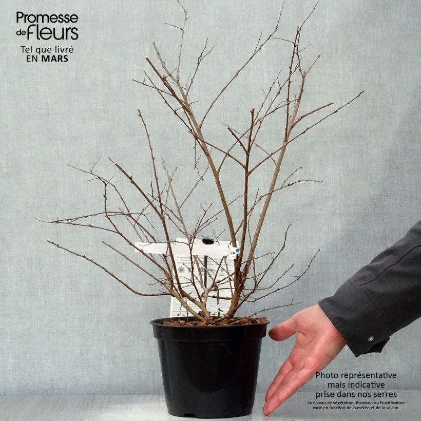 Exemplaar van Lagerstroemia indica Neige d'Eté - Indische sering Pot van 3 l/4 l zoals geleverd in de lente