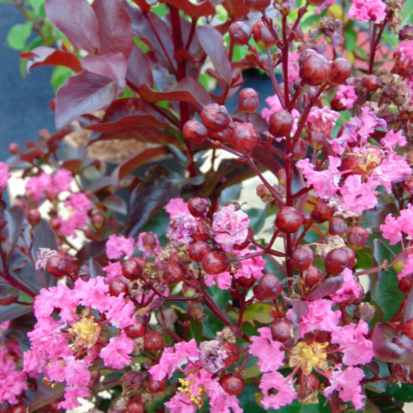 Lagerstroemia indica Rhapsody in Pink - Indische sering (Flowering)
