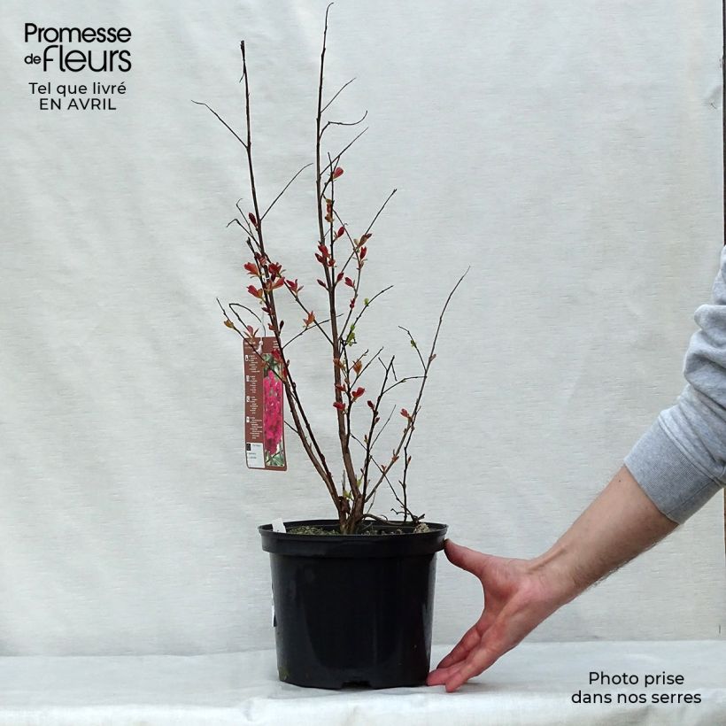 Example of Lagerstroemia indica Rhapsody in Pink - Indische sering Pot van 3 l/4 l, Struik as you get in printemps