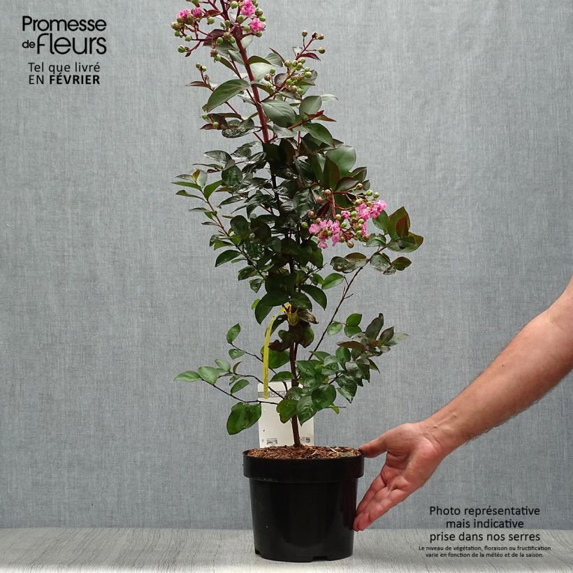 Exemplaar van Lagerstroemia indica Rhapsody in Pink - Indische sering Pot van 3 l/4 l, Struik zoals geleverd in de herfst