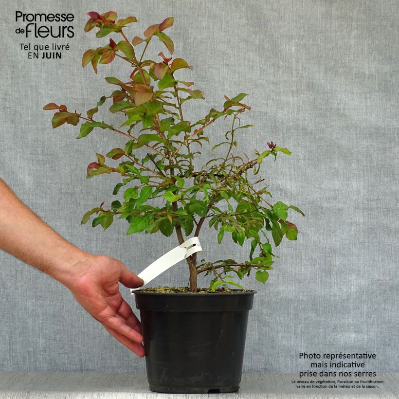 Exemplaar van Lagerstroemia indica Rhapsody in Pink - Indische sering Pot van 3 l/4 l, Struik zoals geleverd in de zomer