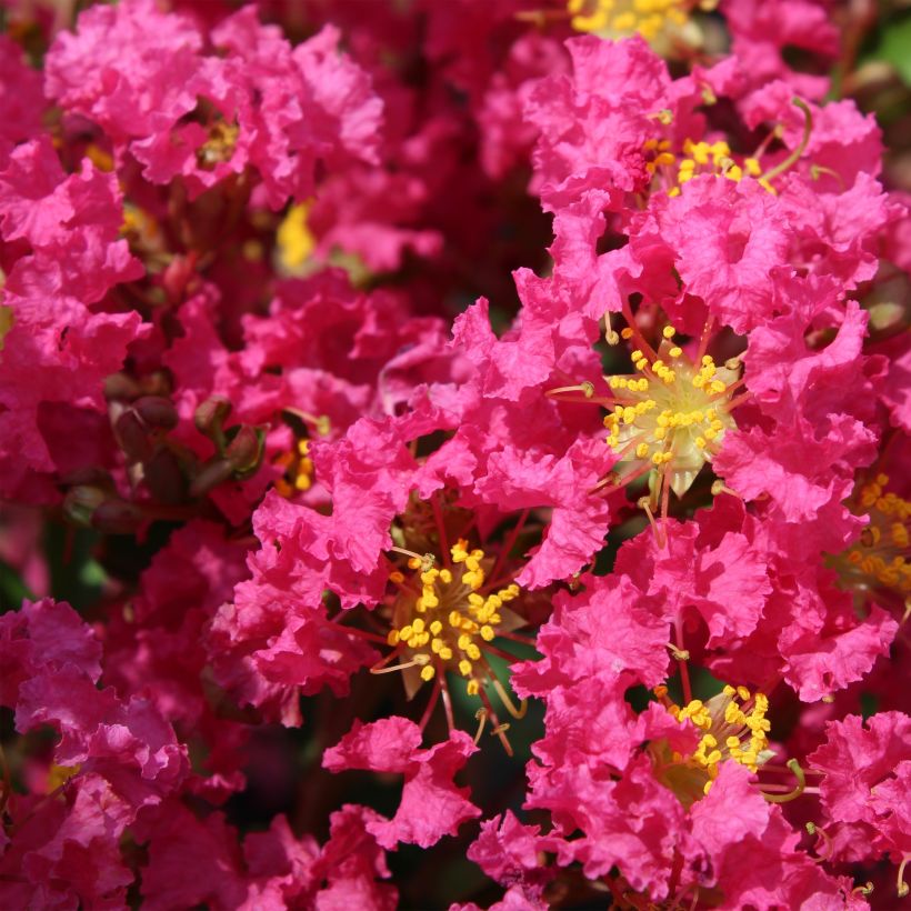 Lagerstroemia indica Bergerac - Indische sering (Bloei)