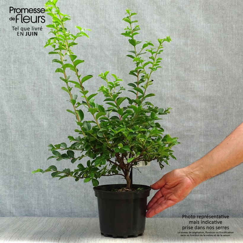 Exemplaar van Lagerstroemia indica Bergerac - Indische sering Pot van 3 l/4 l, Struik zoals geleverd in de zomer