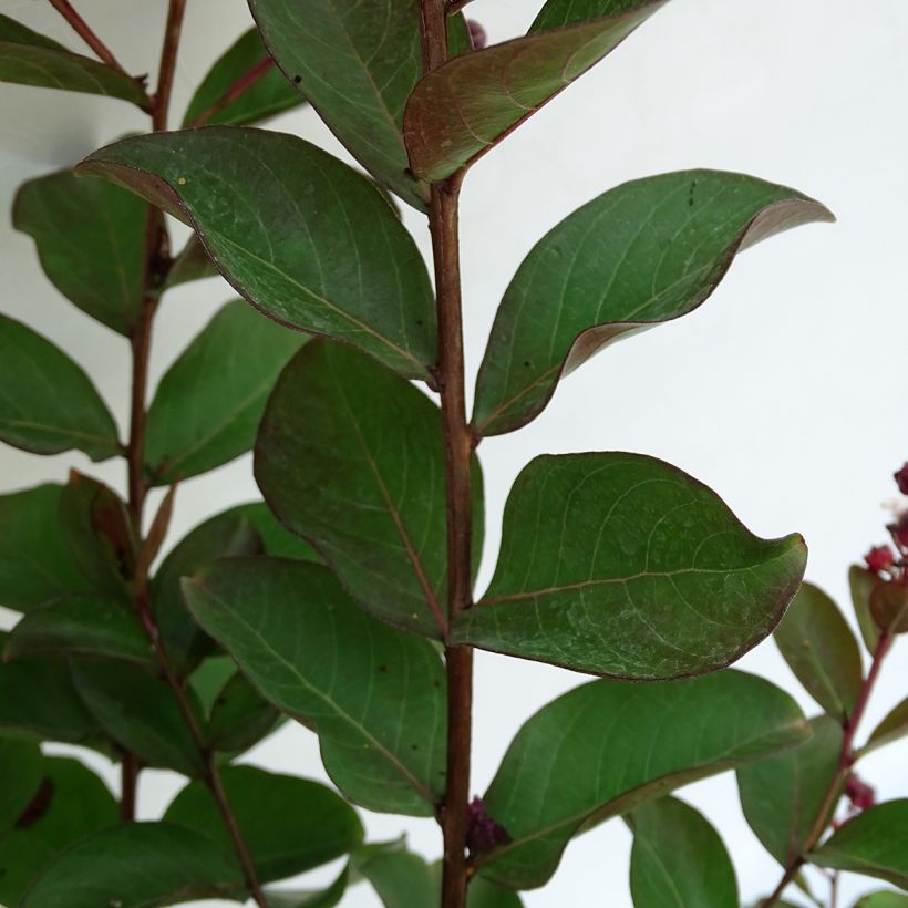 Lagerstroemia indica Berlingot Menthe - Indische sering (Blad)