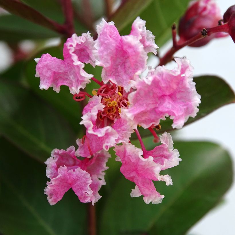 Lagerstroemia indica Berlingot Menthe - Indische sering (Bloei)