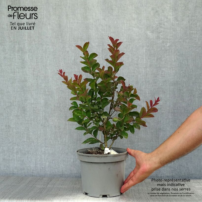 Exemplaar van Lagerstroemia indica Berlingot Menthe - Indische sering Pot van 3 l/4 l, Struik zoals geleverd in de zomer