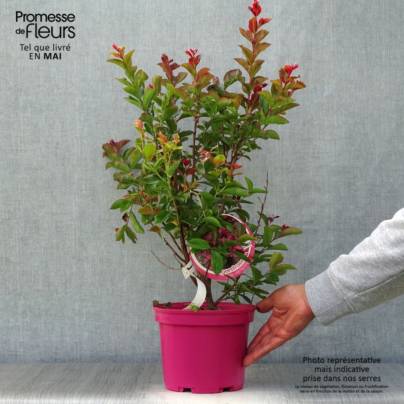 Exemplaar van Lagerstroemia indica Berlingot Menthe - Indische sering Pot van 3 l/4 l, Struik zoals geleverd in de lente