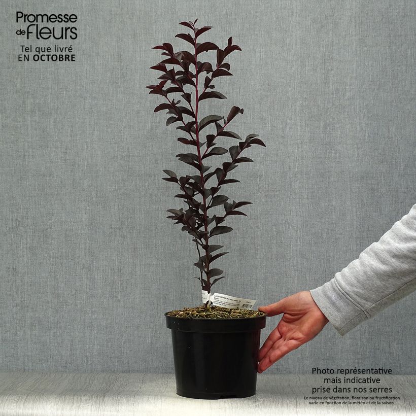 Exemplaar van Lagerstroemia indica Black Solitaire Blush - Indische sering Pot van 3 l/4 l zoals geleverd in de herfst