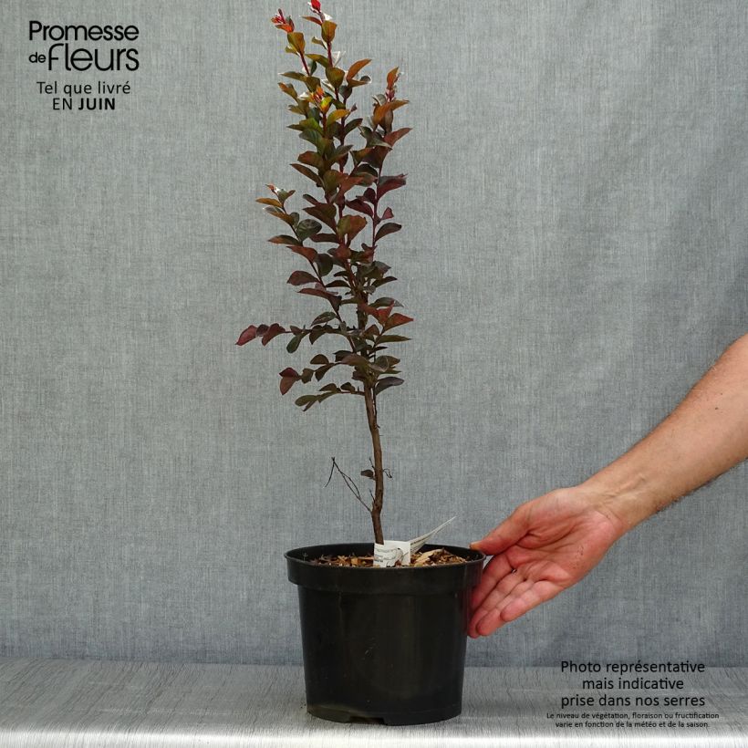 Exemplaar van Lagerstroemia indica Black Solitaire Blush - Indische sering Pot van 3 l/4 l zoals geleverd in de zomer