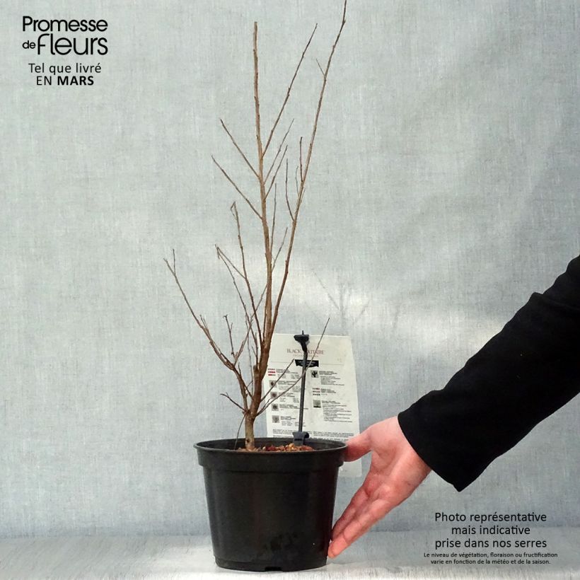 Exemplaar van Lagerstroemia indica Black Solitaire Pure White - Indische sering Pot van 3 l/4 l zoals geleverd in de lente