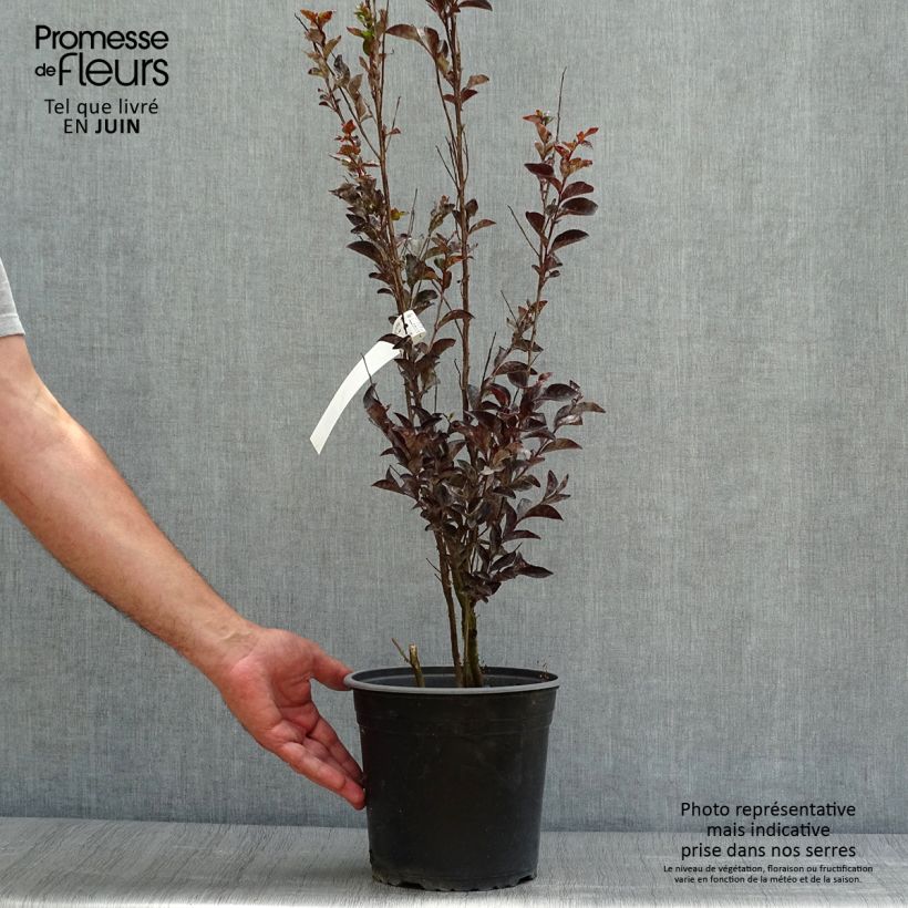 Exemplaar van Lagerstroemia indica Black Solitaire Pure White - Indische sering Pot van 3 l/4 l zoals geleverd in de zomer