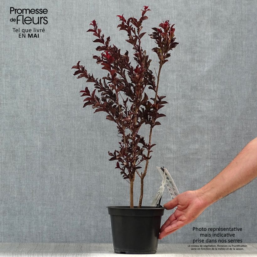 Example of Lagerstroemia indica Black Solitaire Purely Purple - Indische sering Pot van 3 l/4 l, Struik as you get in printemps