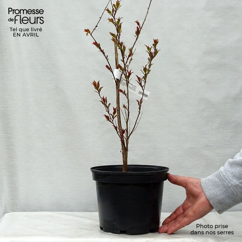 Exemplaar van Lagerstroemia indica Black Solitaire Crimson Red - Indische sering Pot van 3 l/4 l zoals geleverd in de lente
