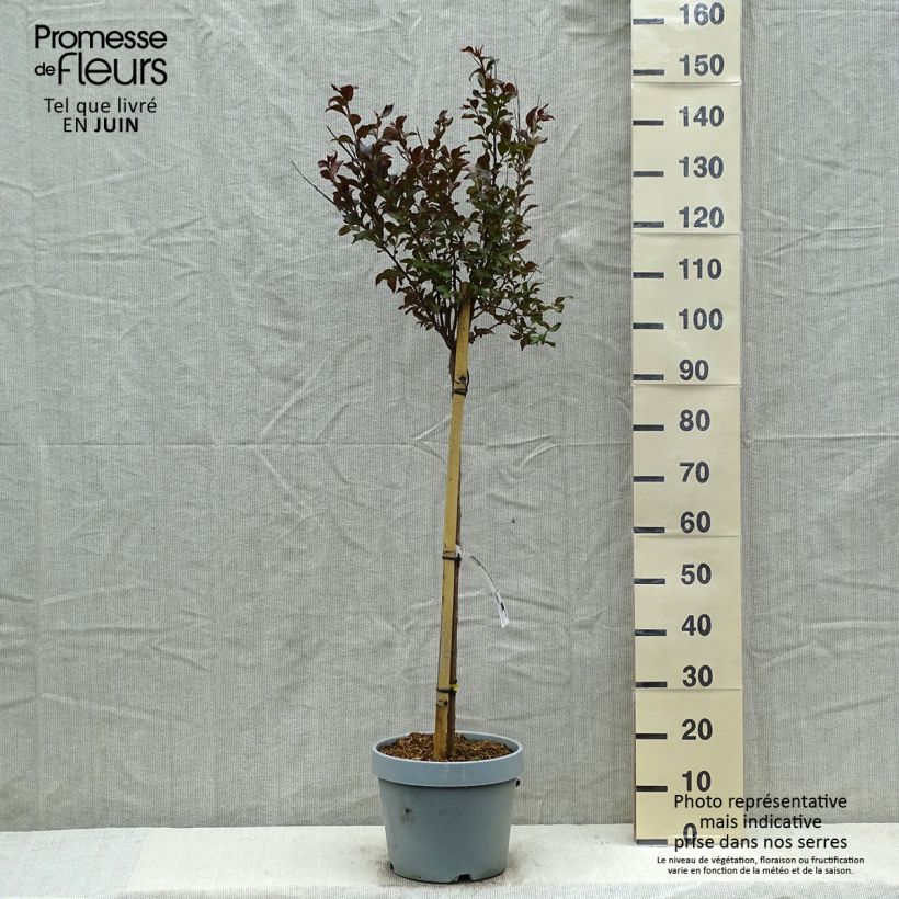 Exemplaar van Lagerstroemia indica Black Solitaire Shell Pink - Indische sering Pot van 7,5 l/10 l, Half-hoge stam zoals geleverd in de lente