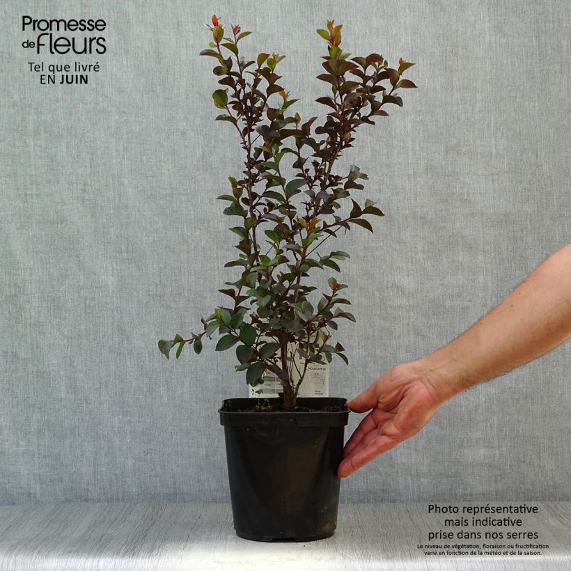Exemplaar van Lagerstroemia indica Black Solitaire Shell Pink - Indische sering Pot van 3 l/4 l zoals geleverd in de zomer