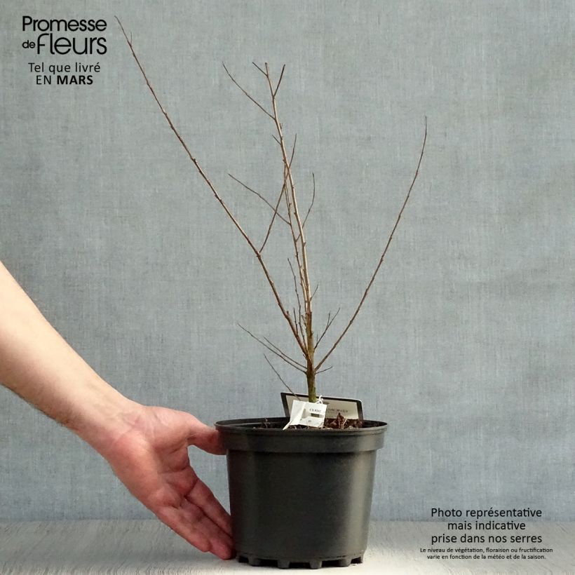 Exemplaar van Lagerstroemia indica Black Solitaire Shell Pink - Indische sering Pot van 3 l/4 l zoals geleverd in de lente