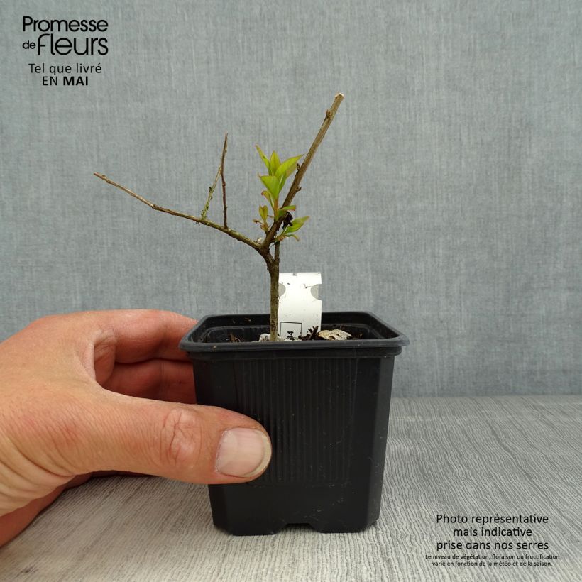 Exemplaar van Lagerstroemia indica Cherry - Indische sering Kweekpotje van 8/9 cm zoals geleverd in de lente