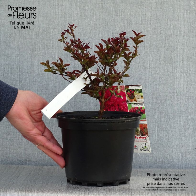 Exemplaar van Lagerstroemia indica Play It Again Double Feature - Indische sering Pot van 2 l/3 l zoals geleverd in de lente