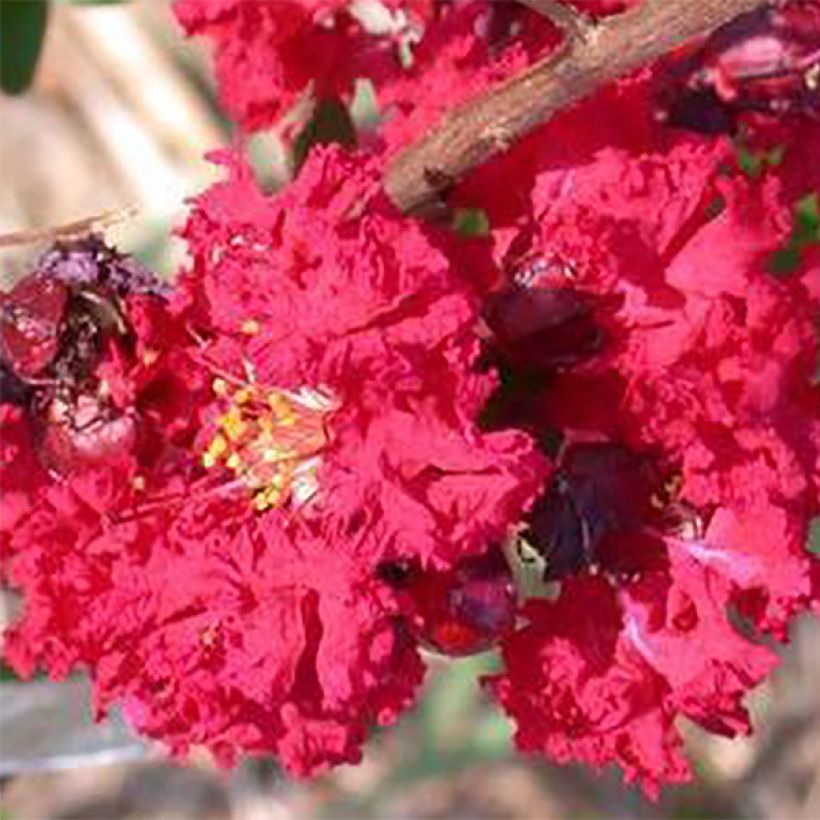 Lagerstroemia indica Dynamite - Indische sering (Bloei)