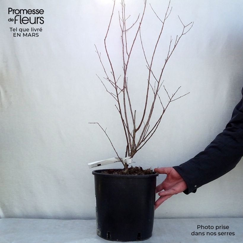 Exemplaar van Lagerstroemia indica Dynamite - Indische sering Pot van 7,5 l/10 l zoals geleverd in de lente