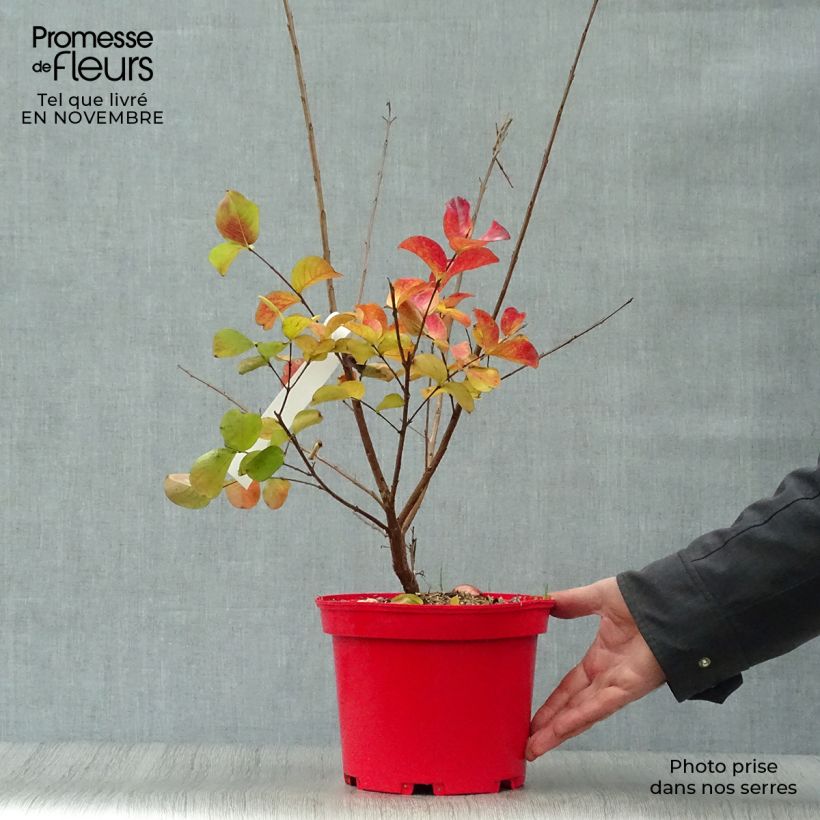 Exemplaar van Lagerstroemia indica Dynamite - Indische sering Pot van 3 l/4 l, Struik zoals geleverd in de herfst