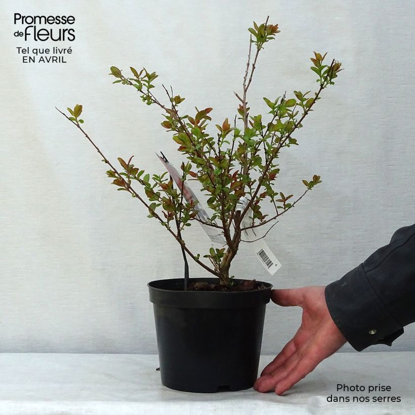Exemplaar van Lagerstroemia indica Dynamite - Indische sering Pot van 3 l/4 l, Struik zoals geleverd in de lente